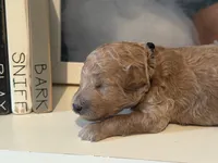 Black Boy, a male Miniature Labradoodle and Australian Labradoodle for sale in Clearwater, FL – 5 of 5
