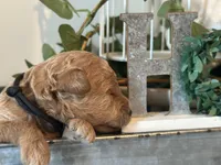 Black Boy, a male Miniature Labradoodle and Australian Labradoodle for sale in Clearwater, FL – 3 of 5