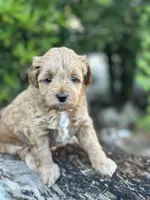 Pink Girl, a female Labradoodle and Miniature Labradoodle for sale in Clearwater, FL – 3 of 9