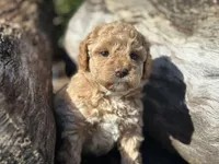 White Girl, a female Labradoodle and Miniature Labradoodle for sale in Clearwater, FL – 3 of 10