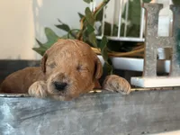 Red Boy, a male Miniature Labradoodle and Australian Labradoodle for sale in Clearwater, FL – 4 of 6