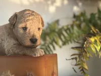 Black Boy, a male Miniature Labradoodle and Australian Labradoodle for sale in Clearwater, FL – 7 of 10