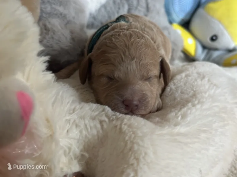 White Girl – Miniature Labradoodle, Australian Labradoodle puppy for sale in Clearwater, FL