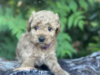 Purple Girl, a female Labradoodle and Miniature Labradoodle for sale in Clearwater, FL – 3 of 10