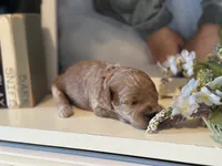 Pink Girl, a female Miniature Labradoodle and Australian Labradoodle for sale in Clearwater, FL – 4 of 5