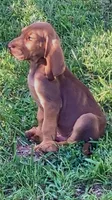 Purebred Bloodhound, a male Bloodhound for sale in Mitchell, IN – 9 of 10