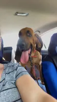 Purebred Bloodhound, a male Bloodhound for sale in Mitchell, IN – 2 of 10