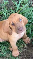 Purebred Bloodhound, a male Bloodhound for sale in Mitchell, IN – 7 of 10