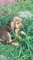 Purebred Bloodhound, a male Bloodhound for sale in Mitchell, IN – 6 of 10