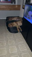 Purebred Bloodhound, a male Bloodhound for sale in Mitchell, IN – 4 of 10