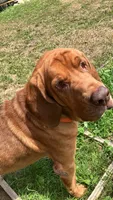 Purebred Bloodhound, a male Bloodhound for sale in Mitchell, IN – 3 of 10