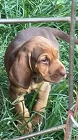 Purebred Bloodhound, a male Bloodhound for sale in Mitchell, IN – 5 of 10