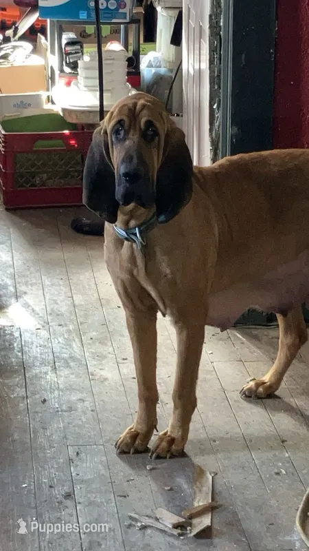 Purebred Bloodhound – Bloodhound puppy for sale in Mitchell, IN