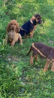 Purebred Bloodhound, a male Bloodhound for sale in Mitchell, IN – 8 of 10