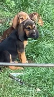 Purebred Bloodhound, a male Bloodhound for sale in Mitchell, IN – 10 of 10