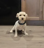 Bolt, a male Bichon Frise for sale in Homeland, CA – 1 of 4