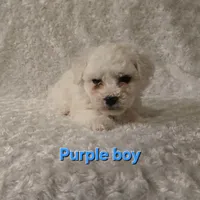 Purple collar, a male Bichon Frise for sale in Homeland, CA – Photo 1 of 2