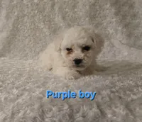 Purple collar, a male Bichon Frise for sale in Homeland, CA – Photo 1 of 2