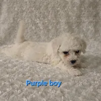 Purple collar, a male Bichon Frise for sale in Homeland, CA – Photo 2 of 2