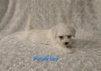 Purple collar, a male Bichon Frise for sale in Homeland, CA – Photo 2 of 2