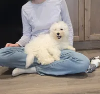 Sugar bear (Purple collar), a male Bichon Frise for sale in Homeland, CA – Photo 2 of 6