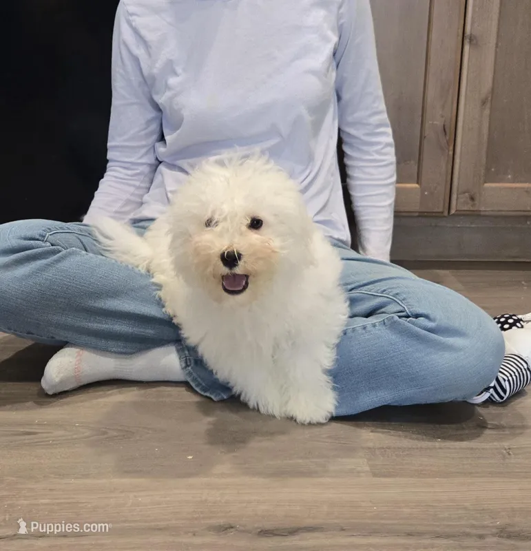 Purple collar – Bichon Frise puppy for sale in Homeland, CA