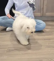 Sugar bear (Purple collar), a male Bichon Frise for sale in Homeland, CA – Photo 4 of 6