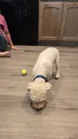 Bolt, a male Bichon Frise for sale in Homeland, CA – 4 of 4