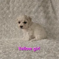 Yellow collar, a female Bichon Frise for sale in Homeland, CA – Photo 2 of 2