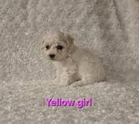 Yellow collar, a female Bichon Frise for sale in Homeland, CA – Photo 2 of 2
