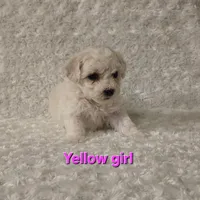 Yellow collar, a female Bichon Frise for sale in Homeland, CA – Photo 1 of 2