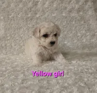 Yellow collar, a female Bichon Frise for sale in Homeland, CA – Photo 1 of 2