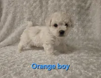Orange collar, a male Bichon Frise for sale in Homeland, CA – Photo 2 of 2