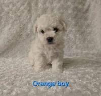 Orange collar, a male Bichon Frise for sale in Homeland, CA – Photo 1 of 2