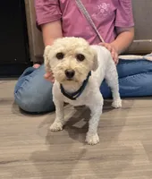 Bolt, a male Bichon Frise for sale in Homeland, CA – 2 of 4
