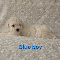 Blue collar, a male Bichon Frise for sale in Homeland, CA – Photo 3 of 4