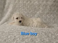 Blue collar, a male Bichon Frise for sale in Homeland, CA – Photo 4 of 4