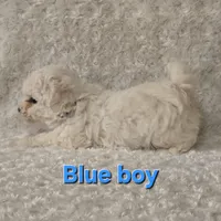Blue collar, a male Bichon Frise for sale in Homeland, CA – Photo 4 of 4