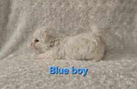 Blue collar, a male Bichon Frise for sale in Homeland, CA – Photo 3 of 4
