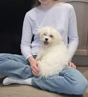 Snuggle Muffin (Blue collar), a male Bichon Frise for sale in Homeland, CA – Photo 3 of 8
