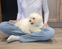 Snuggle Muffin (Blue collar), a male Bichon Frise for sale in Homeland, CA – Photo 1 of 8