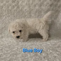 Blue collar, a male Bichon Frise for sale in Homeland, CA – Photo 1 of 4