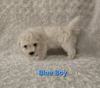 Blue collar, a male Bichon Frise for sale in Homeland, CA – Photo 1 of 4