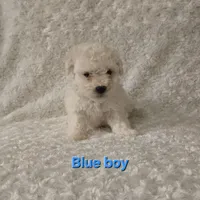 Blue collar, a male Bichon Frise for sale in Homeland, CA – Photo 2 of 4