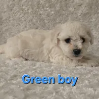 Green collar, a male Bichon Frise for sale in Homeland, CA – Photo 1 of 2