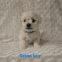 Green collar, a male Bichon Frise for sale in Homeland, CA – Photo 2 of 2