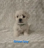 Green collar, a male Bichon Frise for sale in Homeland, CA – Photo 2 of 2