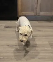 Bolt, a male Bichon Frise for sale in Homeland, CA – 3 of 4