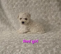 Red collar, a female Bichon Frise for sale in Homeland, CA – Photo 3 of 3