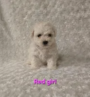 Red collar, a female Bichon Frise for sale in Homeland, CA – Photo 2 of 3